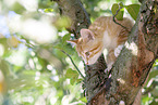 kitten on the tree