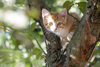 kitten on the tree