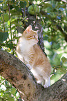 kitten on the tree