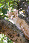 kitten on the tree