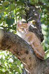 kitten on the tree