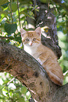 kitten on the tree