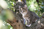 kitten on the tree