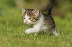 Kitten