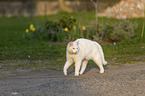 walking cat