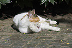 lying cat