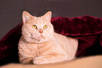 lying tomcat