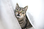 tabby domestic cat