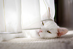 lying white domestic cat