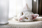 lying white domestic cat