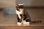 young cat