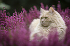 Cat in the heathland