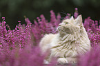 Cat in the heathland