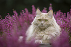 Cat in the heathland