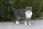 standing Cat
