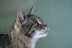 Cat portrait