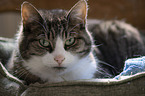 lying Cat
