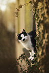 Domestic Cat at the window