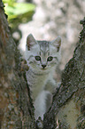 Kitten on a tree
