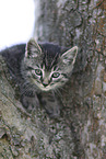 Kitten on a tree
