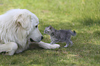 Kitten with Pyrenean Mountain Dog