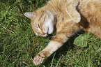 lying Domestic Cat