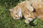 lying Domestic Cat