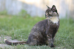 sitting Domestic Cat