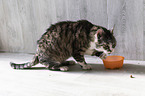 sitting Domestic Cat