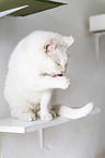 sitting Domestic Cat