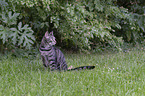 sitting Domestic Cat