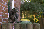 standing Domestic Cat