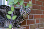 sitting Domestic Cat