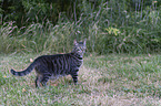 standing Domestic Cat
