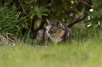 Cat on a meadow