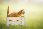 Domestic Kitten in a box