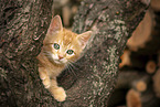 Domestic Kitten on a tree
