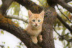 Domestic Kitten on a tree