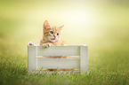 Domestic Kitten in a box