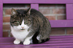 lying cat