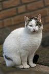sitting cat