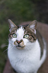 cat portrait