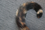 cat tail