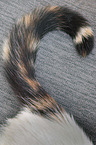 cat tail