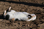 cat lying in the sun