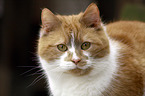 tomcat portrait