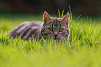 lying cat
