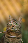 cat portrait