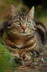 lying cat