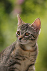 young cat